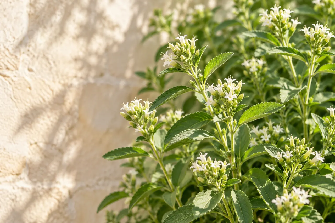 Stevia yapraklarının temsili görünümü